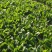 【河北菠菜】大叶菠菜基地直发量大从优代发全国