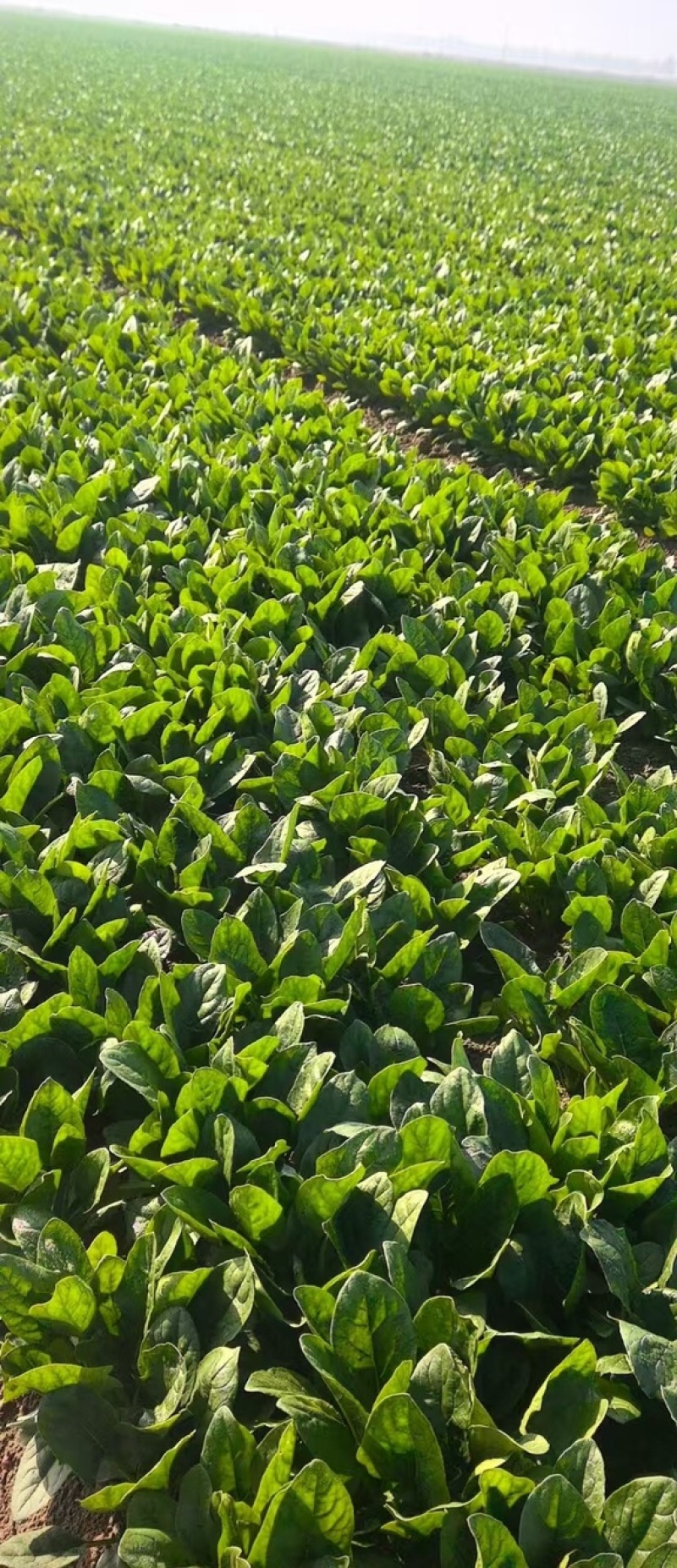 【河北菠菜】大叶菠菜基地直发量大从优代发全国