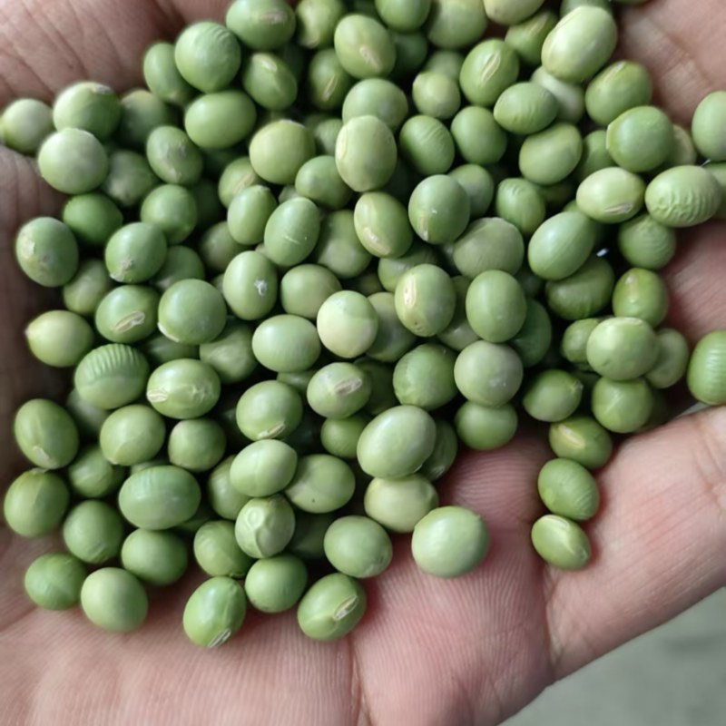 青豆高蛋白43%左右精选，豆苗菜等专用