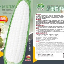 玉米、泸玉糯9号、甜糯玉米种子大量有货，欢迎下单