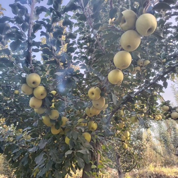 瑞雪苹果大量有货产地直发一手货源保质保量