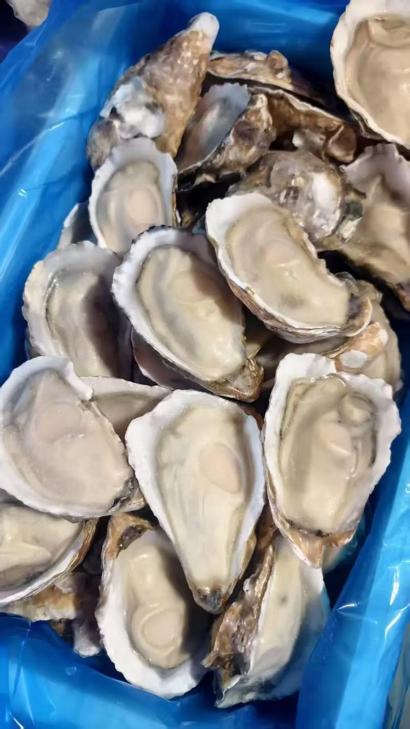 乳山生蚝，液氮半壳生蚝，生蚝肉