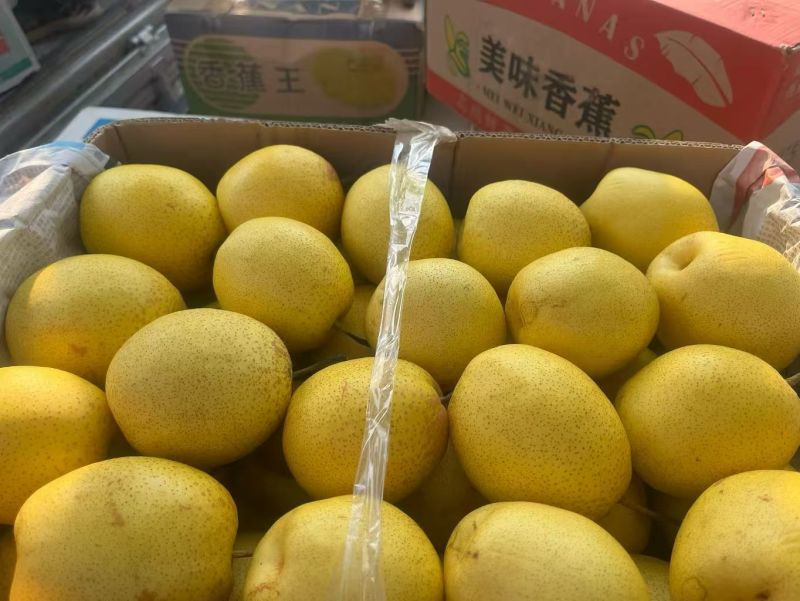 山西梨油梨雪花梨产地一手货源量大从优欢迎联系