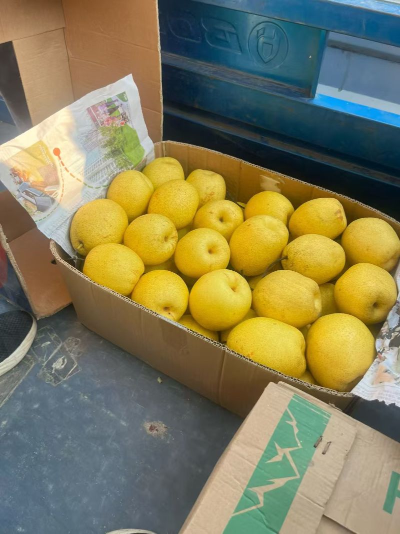 山西梨油梨雪花梨产地一手货源量大从优欢迎联系
