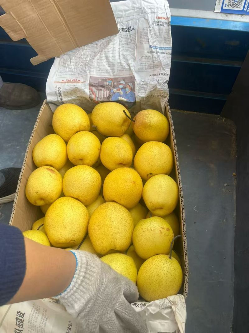 山西梨油梨雪花梨产地一手货源量大从优欢迎联系