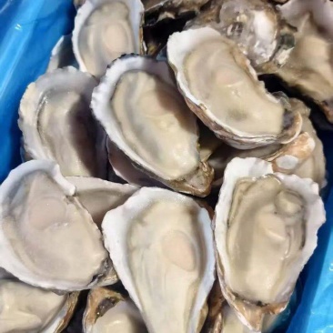 乳山生蚝，液氮半壳生蚝，生蚝肉