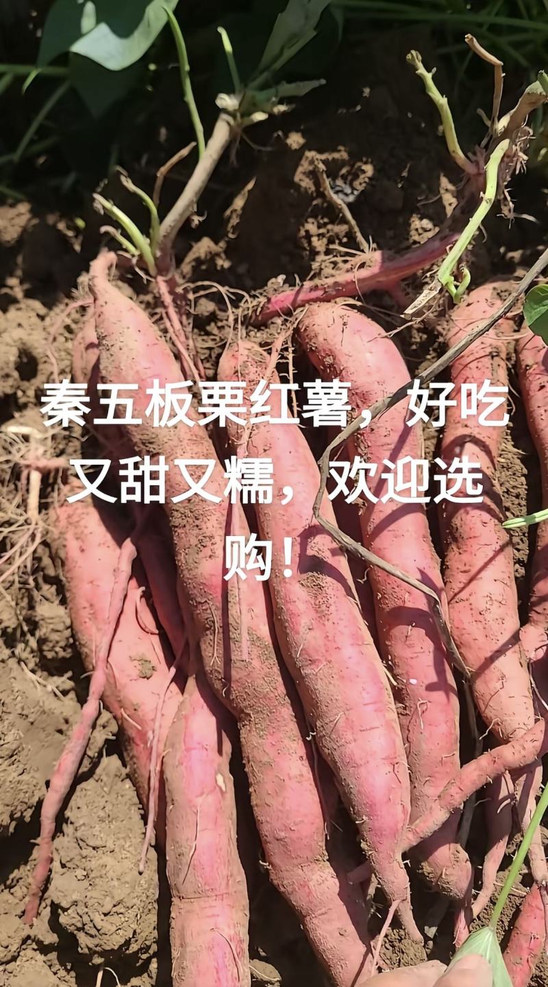 秦暑5号