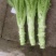 棒菜
