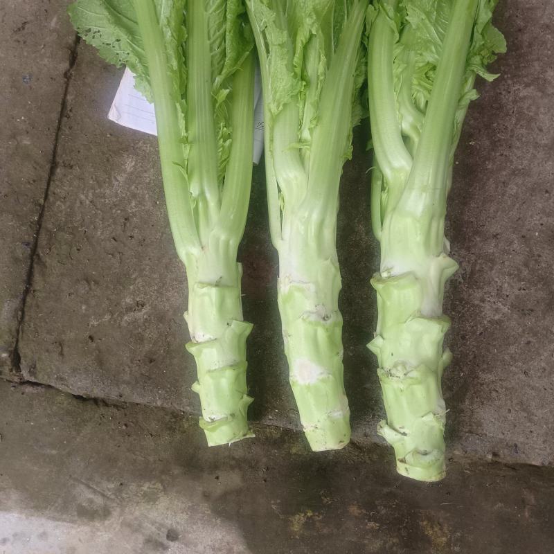 棒菜