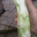棒菜