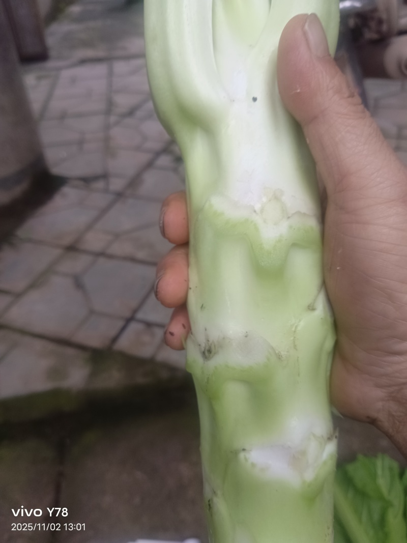 棒菜