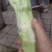 棒菜