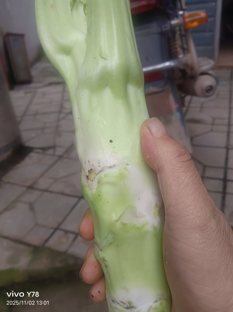 棒菜