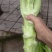 棒菜