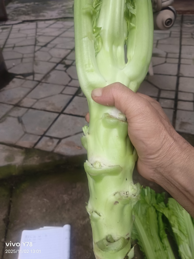 棒菜