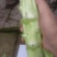 棒菜
