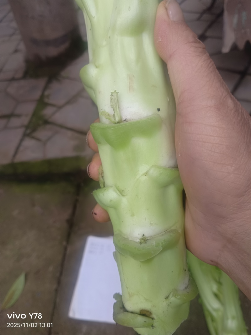 棒菜