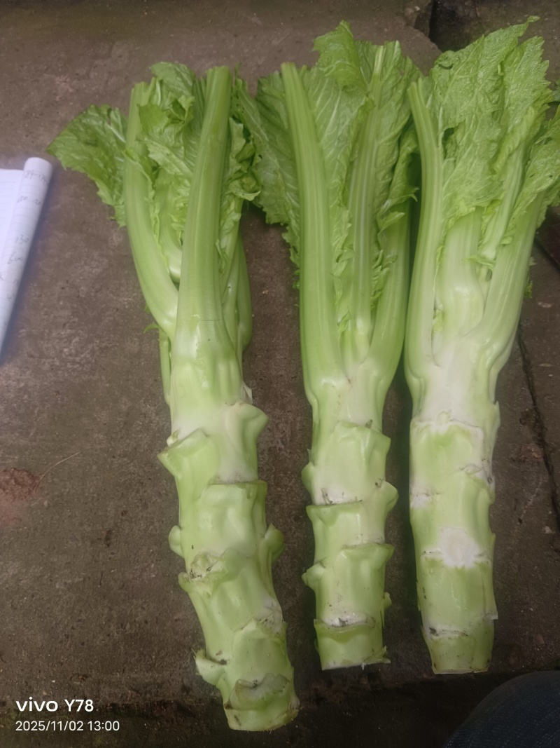 棒菜