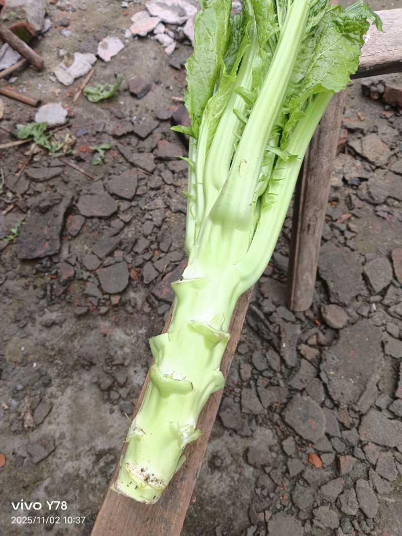 棒菜