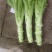 棒菜
