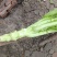 棒菜