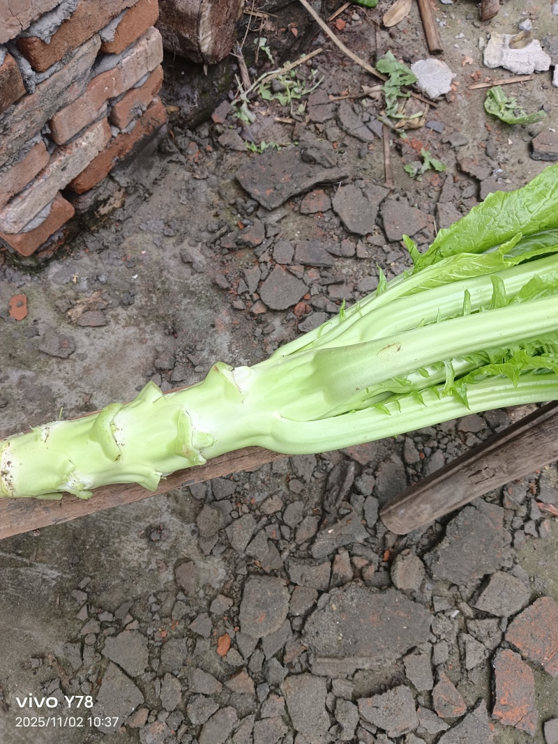 棒菜
