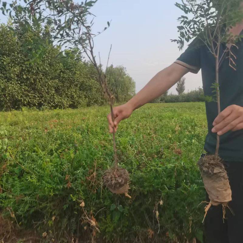 文冠果树苗杯苗，裸根苗粗度0.5公分起荒山绿化