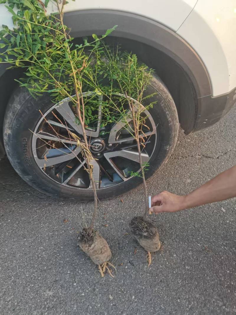 文冠果树苗杯苗，裸根苗粗度0.5公分起荒山绿化
