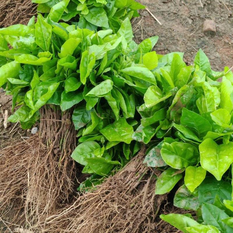 黄皮果小苗，自育苗，数量10万株