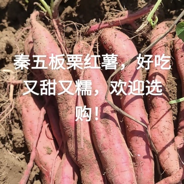 秦暑5号