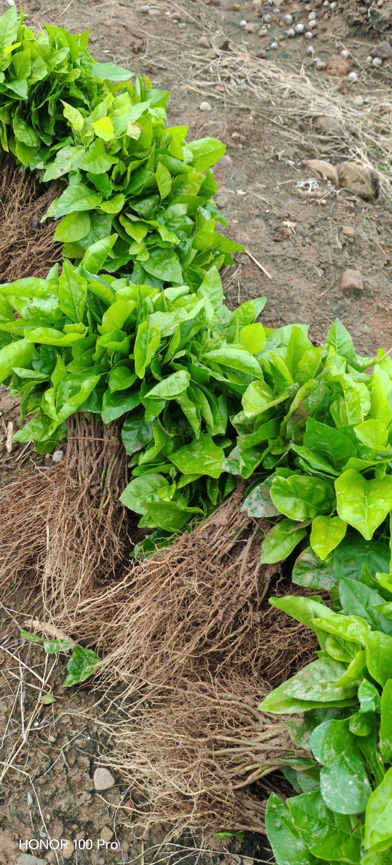 黄皮果小苗，自育苗，数量10万株