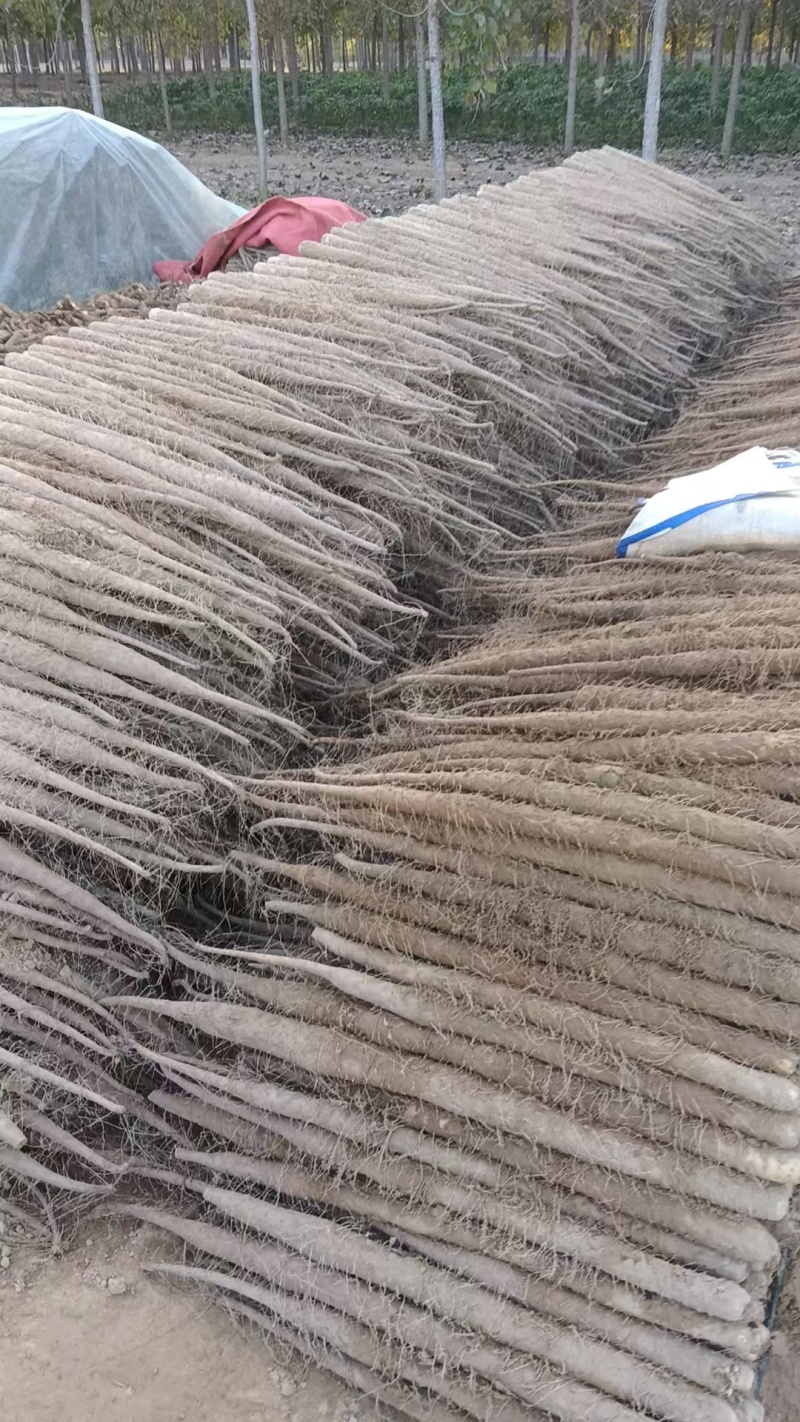 精品双棒山药货源充足量大从优质量保证产地供应诚信经营