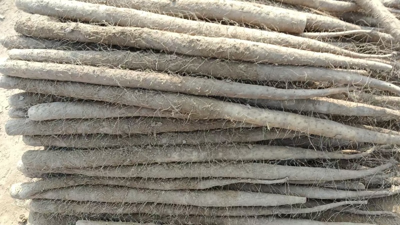精品双棒山药货源充足量大从优质量保证产地供应诚信经营