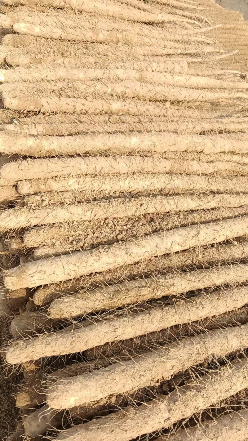 精品双棒山药货源充足量大从优质量保证产地供应诚信经营