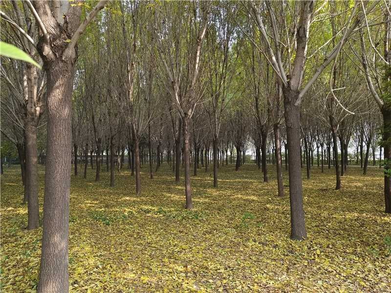 白蜡树品质保证服务周到产地直发价格美丽欢迎咨询