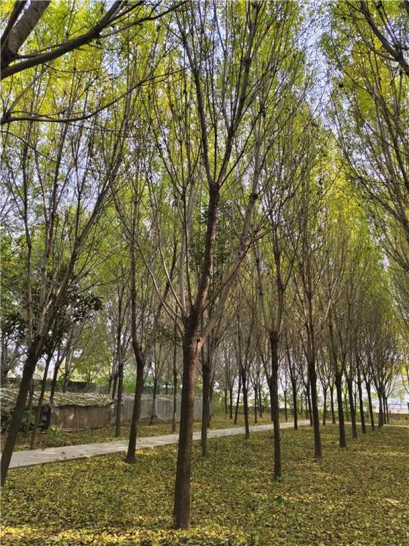 白蜡树品质保证服务周到产地直发价格美丽欢迎咨询