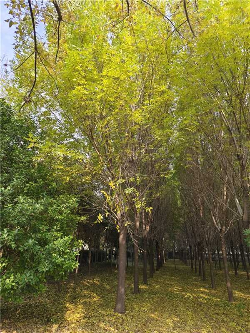 白蜡树品质保证服务周到产地直发价格美丽欢迎咨询