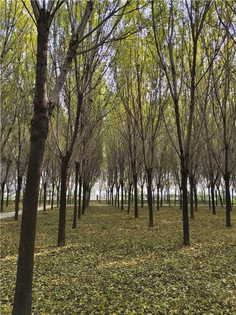 白蜡树品质保证服务周到产地直发价格美丽欢迎咨询