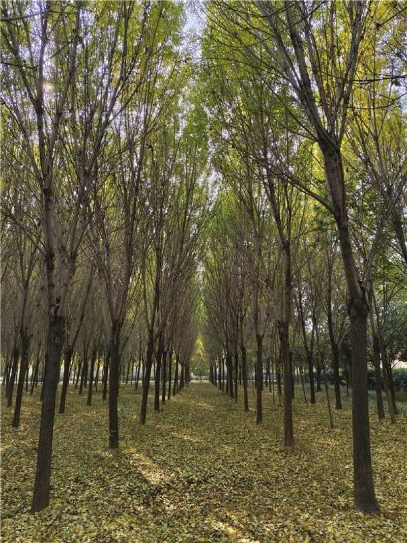 白蜡树品质保证服务周到产地直发价格美丽欢迎咨询