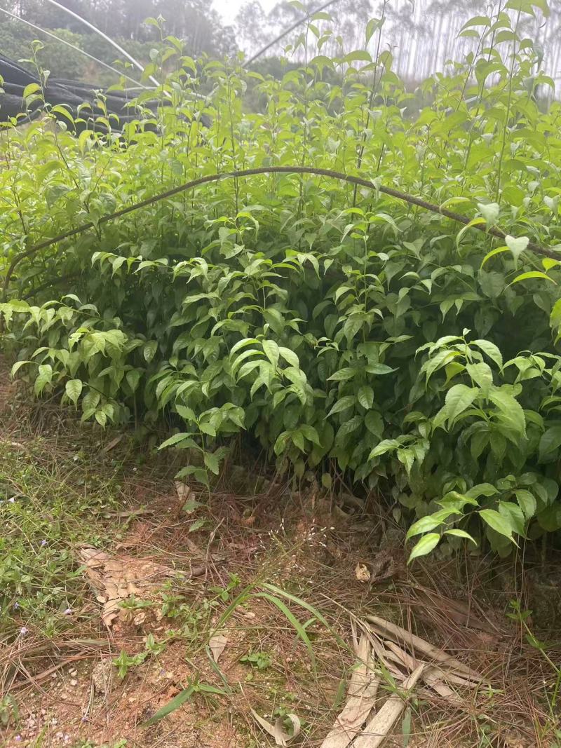 岗梅苗大量供应中规格齐全品质苗场直发量大从优欢迎来电咨询