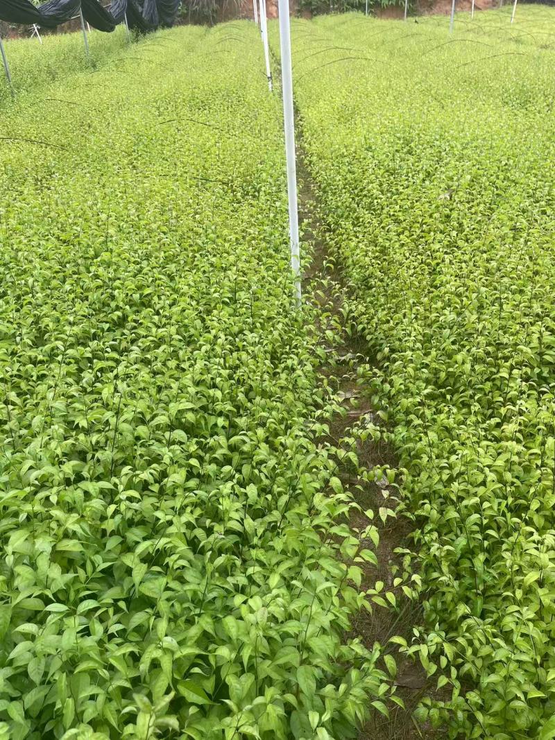 岗梅苗大量供应中规格齐全品质苗场直发量大从优欢迎来电咨询
