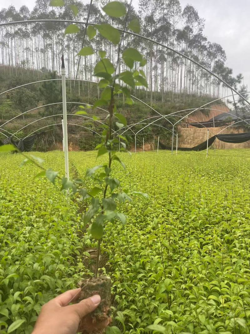 岗梅苗大量供应中规格齐全品质苗场直发量大从优欢迎来电咨询
