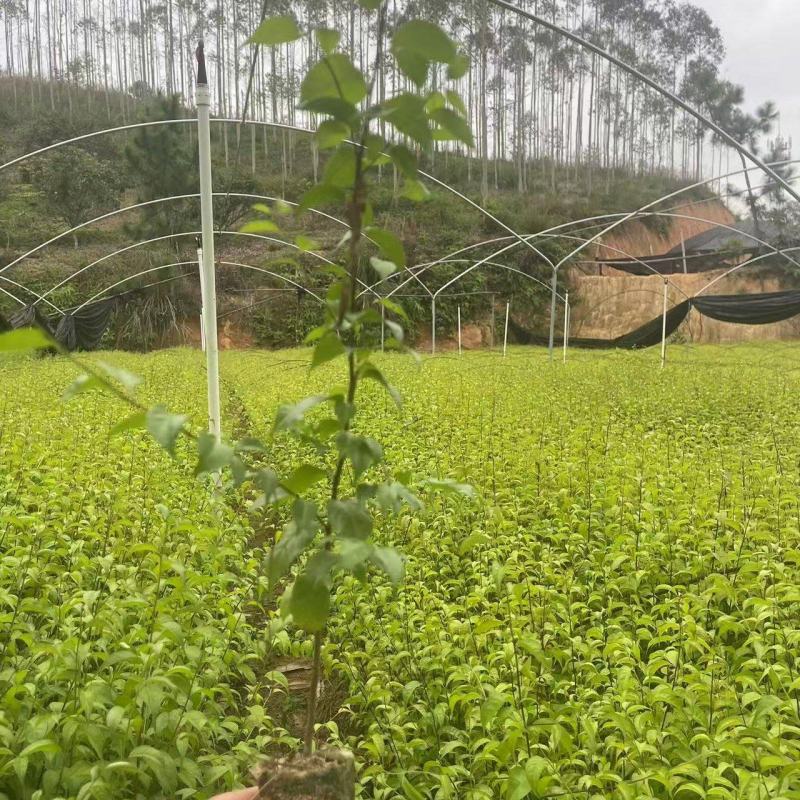 岗梅苗大量供应中规格齐全品质苗场直发量大从优欢迎来电咨询