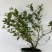加仑盆花香25蓝莓苗果大脆甜阳台庭院盆栽地栽