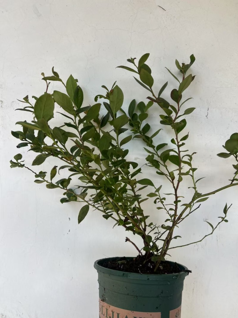 加仑盆花香25蓝莓苗果大脆甜阳台庭院盆栽地栽