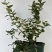 加仑盆花香25蓝莓苗果大脆甜阳台庭院盆栽地栽