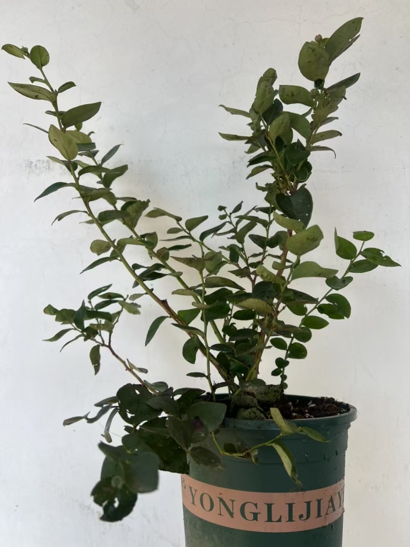 加仑盆花香25蓝莓苗果大脆甜阳台庭院盆栽地栽