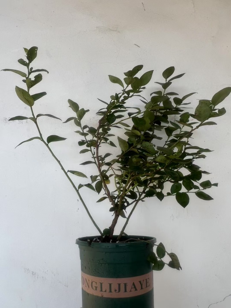加仑盆花香25蓝莓苗果大脆甜阳台庭院盆栽地栽