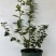 加仑盆花香25蓝莓苗果大脆甜阳台庭院盆栽地栽