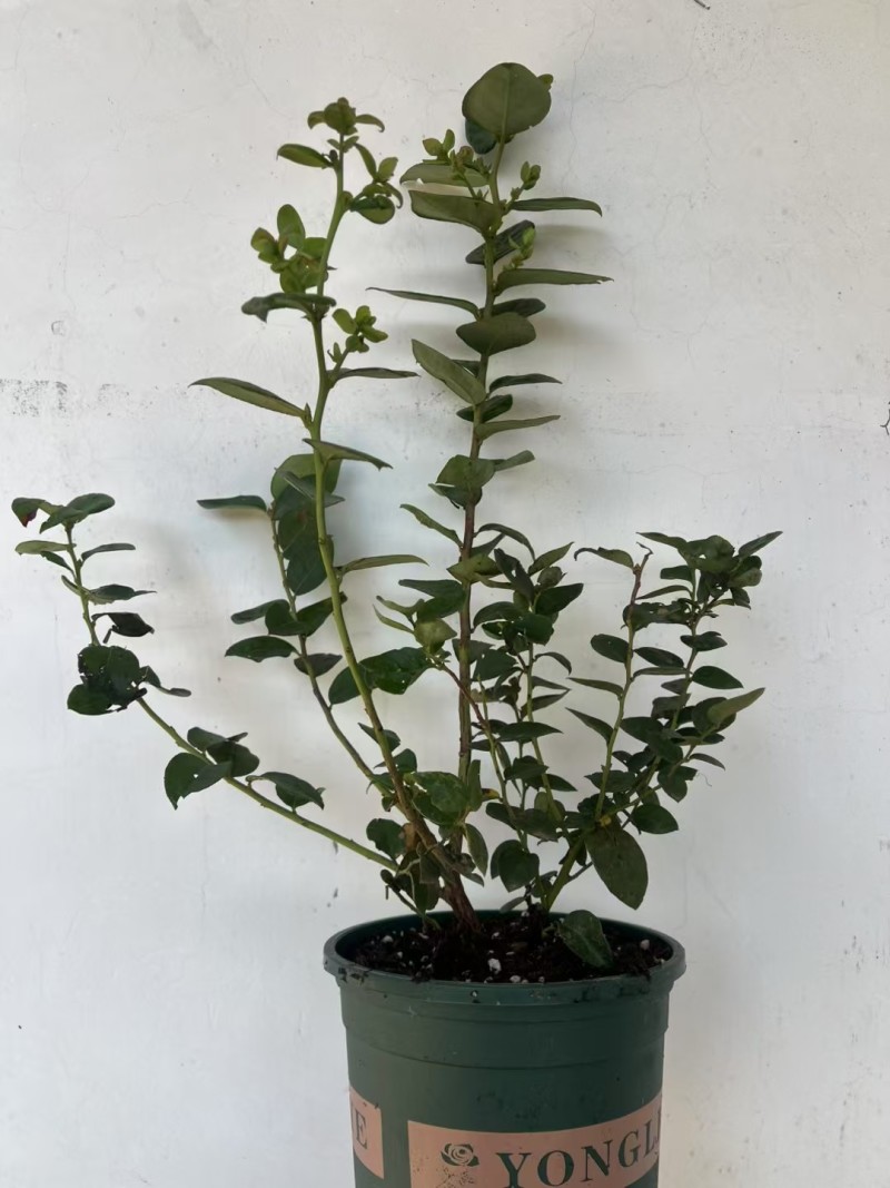 加仑盆花香25蓝莓苗果大脆甜阳台庭院盆栽地栽